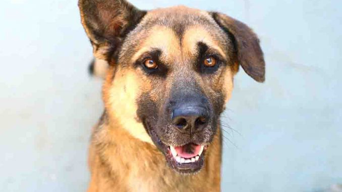 רינו כלב לאימוץ אגודת צער בעלי חיים בישראל