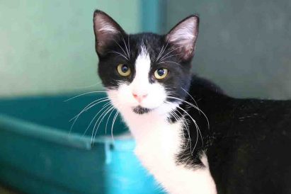 טלי חתולה לאימוץ אגודת צער בעלי חיים בישראל