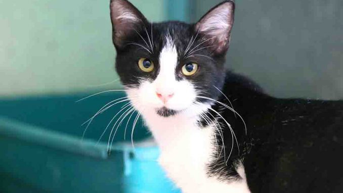 טלי חתולה לאימוץ אגודת צער בעלי חיים בישראל