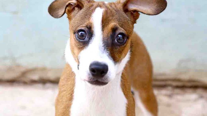 קנדי כלבה לאימוץ אגודת צער בעלי חיים בישראל