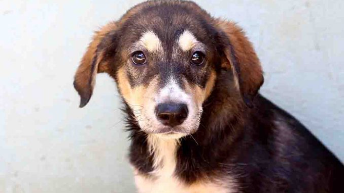 עוגי כלב לאימוץ אגודת צער בעלי חיים בישראל