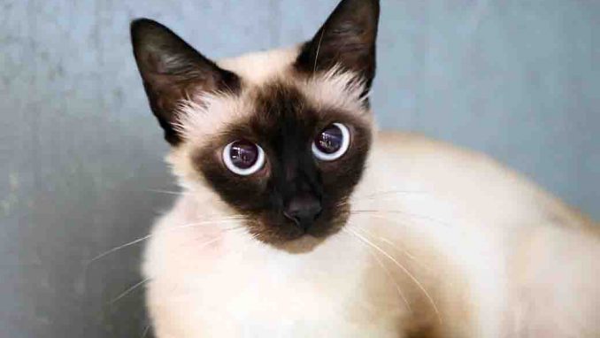 ג'קלין חתולה לאימוץ אגודת צער בעלי חיים בישראל