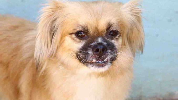 סופי כלבה לאימוץ אגודת צער בעלי חיים בישראל