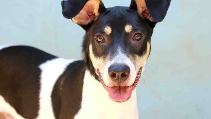 אודי כלב לאימוץ אגודת צער בעלי חיים בישראל