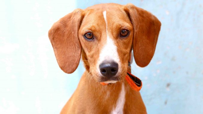 וניל כלבה לאימוץ אגודת צער בעלי חיים בישראל