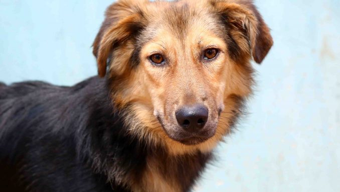 לואי כלב לאימוץ אגודת צער בעלי חיים בישראל