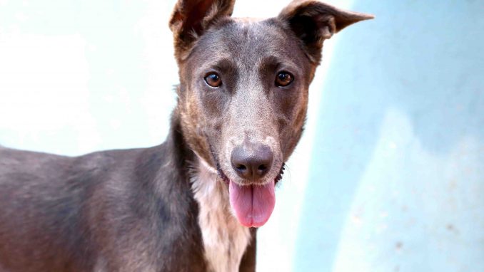 בל כלבה לאימוץ אגודת צער בעלי חיים בישראל