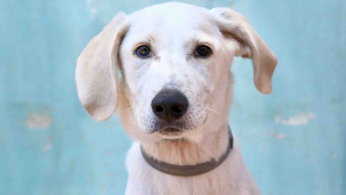 מיילו כלב לאימוץ אגודת צער בעלי חיים בישראל