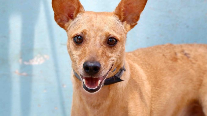 ווילי כלב לאימוץ אגודת צער בעלי חיים בישראל