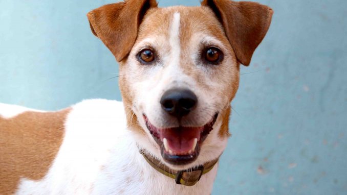 מסי כלב לאימוץ אגודת צער בעלי חיים בישראל