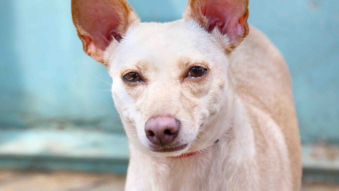 צ'יקה כלבה לאימוץ אגודת צער בעלי חיים בישראל