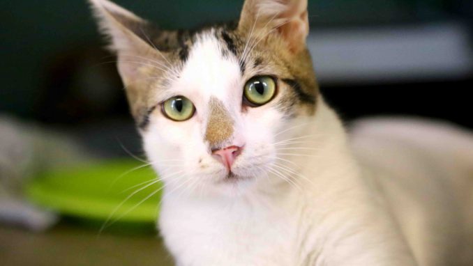 טיטי חתול לאימוץ אגודת צער בעלי חיים בישראל