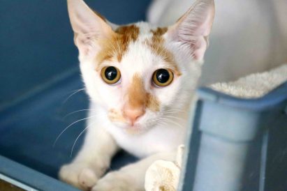 רסטי חתול לאימוץ אגודת צער בעלי חיים בישראל