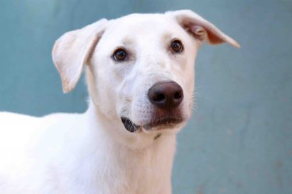 יורי כלב לאימוץ אגודת צער בעלי חיים בישראל