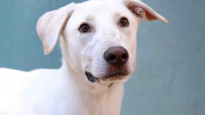 יורי כלב לאימוץ אגודת צער בעלי חיים בישראל