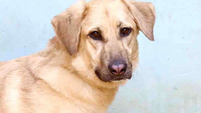 קסאדי כלבה לאימוץ אגודת צער בעלי חיים בישראל