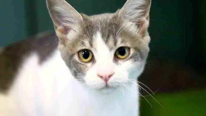 לוסי חתולה לאימוץ אגודת צער בעלי חיים בישראל