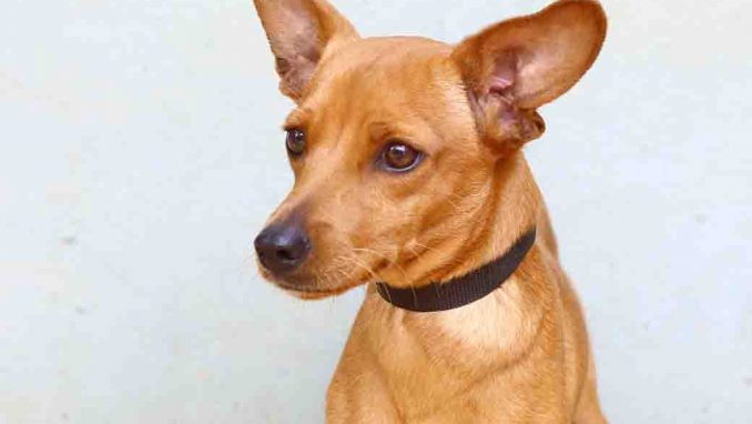 מקס כלב לאימוץ אגודת צער בעלי חיים בישראל