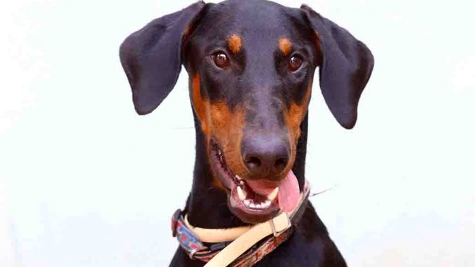 מיה כלבה לאימוץ אגודת צער בעלי חיים בישראל