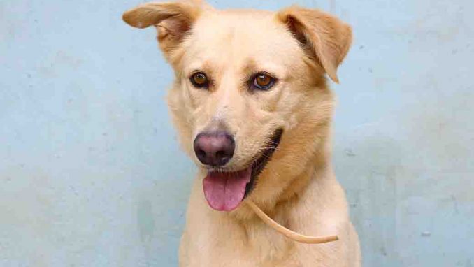 כריס כלב לאימוץ אגודת צער בעלי חיים בישראל