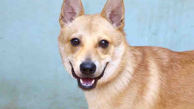 ריי כלב לאימוץ אגודת צער בעלי חיים בישראל