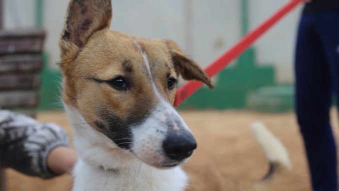 פרינססה - כלבה לאימוץ - אגודת צער בעלי חיים בישראל
