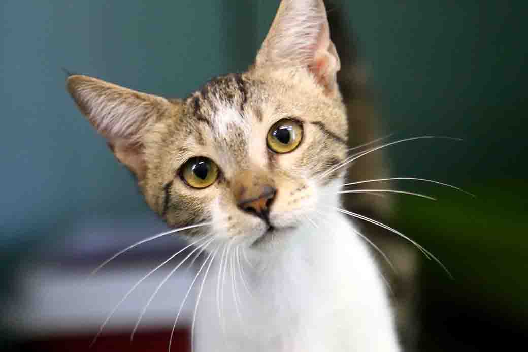 ספירלה חתול לאימוץ אגודת צער בעלי חיים בישראל