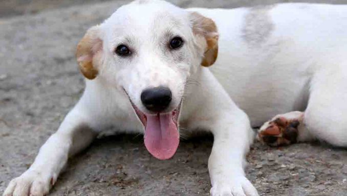 אוסקר כלב לאימוץ אגודת צער בעלי חיים בישראל