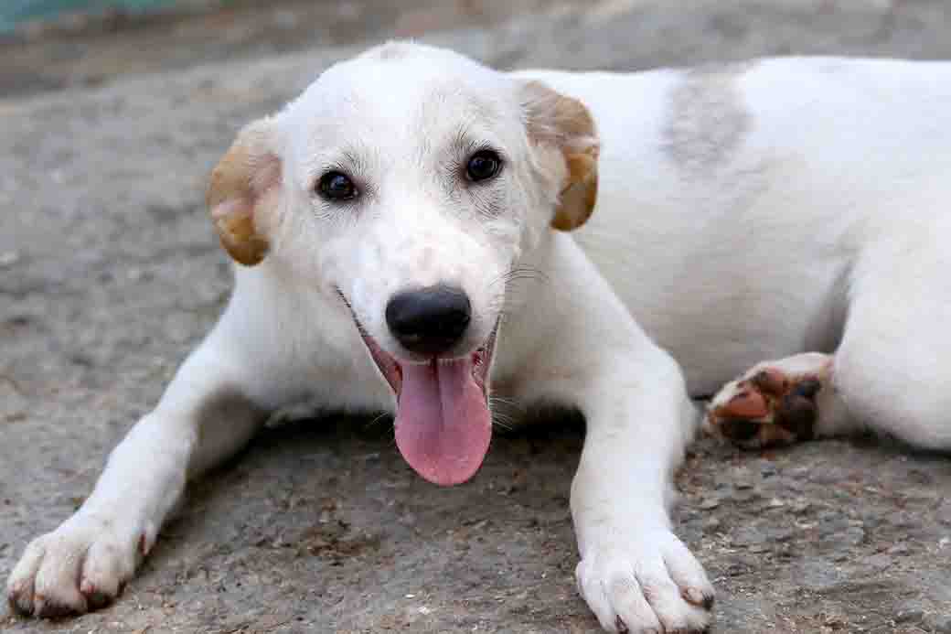 אוסקר כלב לאימוץ אגודת צער בעלי חיים בישראל