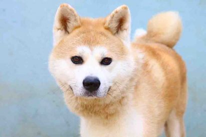 אמי כלב לאימוץ אגודת צער בעלי חיים