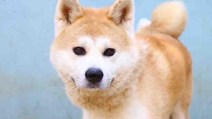 אמי כלב לאימוץ אגודת צער בעלי חיים