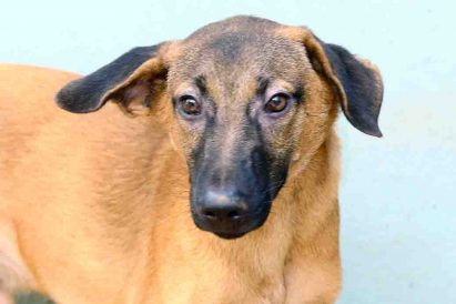 שאול כלב לאימוץ אגודת צער בעלי חיים בישראל