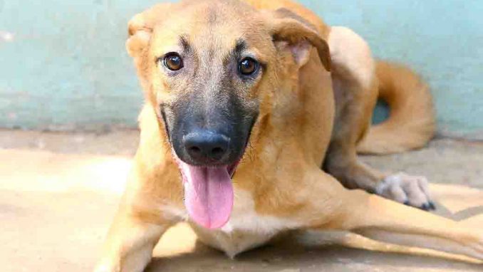 בלנדיטה כלבה לאימוץ אגודת צער בעלי חיים בישראל