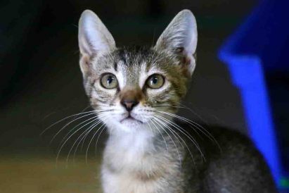 שוש חתולה לאימוץ אגודת צער בעלי חיים בישראל