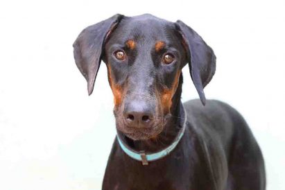 ליידה כלבה לאימוץ אגודת צער בעלי חיים בישראל