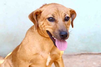 צ'ומפי כלב לאימוץ אגודת צער בעלי חיים בישראל