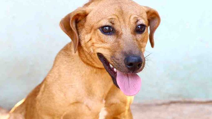 צ'ומפי כלב לאימוץ אגודת צער בעלי חיים בישראל