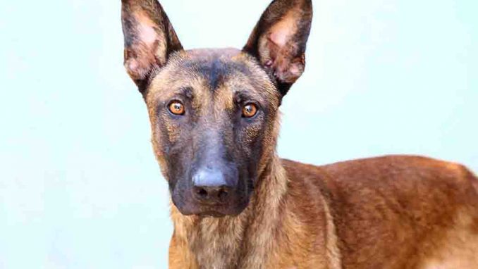 דב כלב לאימוץ אגודת צער בעלי חיים בישראל