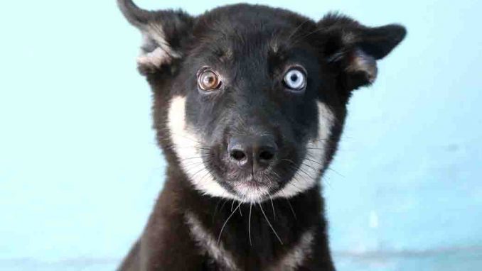 הפי כלב לאימוץ אגודת צער בעלי חיים בישראל