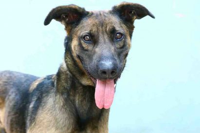 שולה כלבה לאימוץ אגודת צער בעלי חיים בישראל