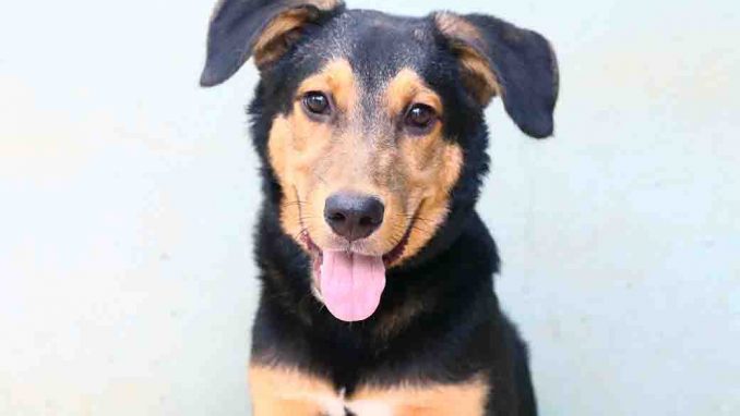 אלפא כלב לאימוץ אגודת צער בעלי חיים בישראל