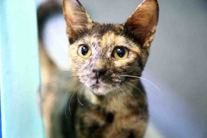 מארה חתולה לאימוץ אגודת צער בעלי חיים בישראל