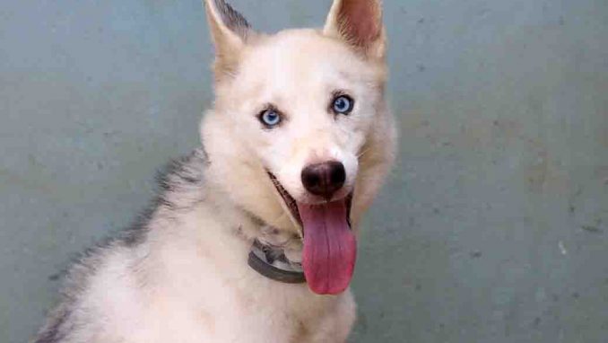 סנואו כלבה לאימוץ אגודת צער בעלי חיים בישראל