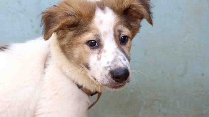 גילי כלב לאימוץ אגודת צער בעלי חיים בישראל