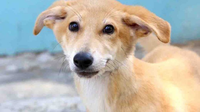 אדה כלבה לאימוץ אגודת צער בעלי חיים בישראל