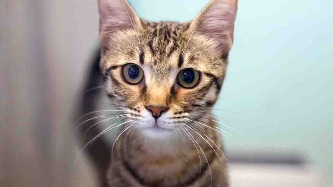 סוכר חתולה לאימוץ אגודת צער בעלי חיים בישראל