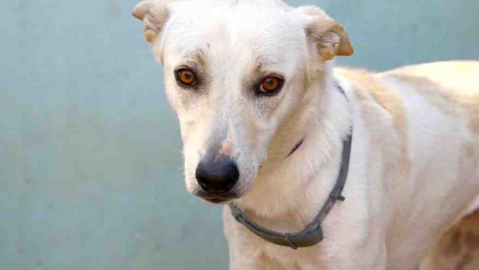 מיקי כלבה לאימוץ אגודת צער בעלי חיים בישראל