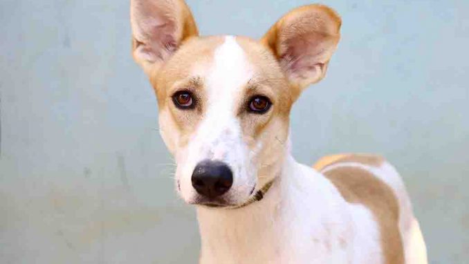 מקס כלב לאימוץ אגודת צער בעלי חיים בישראל