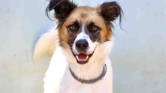 שוקו כלב לאימוץ אגודת צער בעלי חיים בישראל