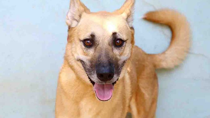 אשיל כלב לאימוץ אגודת צער בעלי חיים בישראל